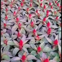 世纪红，鸡冠花，一支笔
