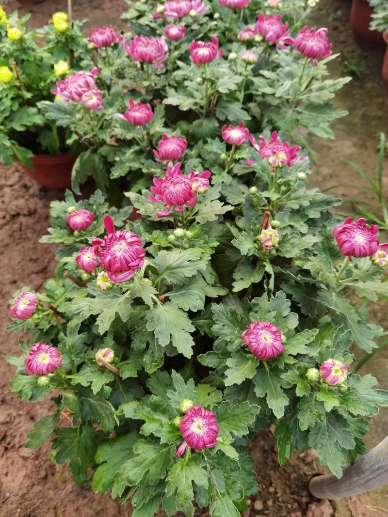 菊花，千头菊，九月菊，国庆菊山东菊花，菊花基地，造型菊花
