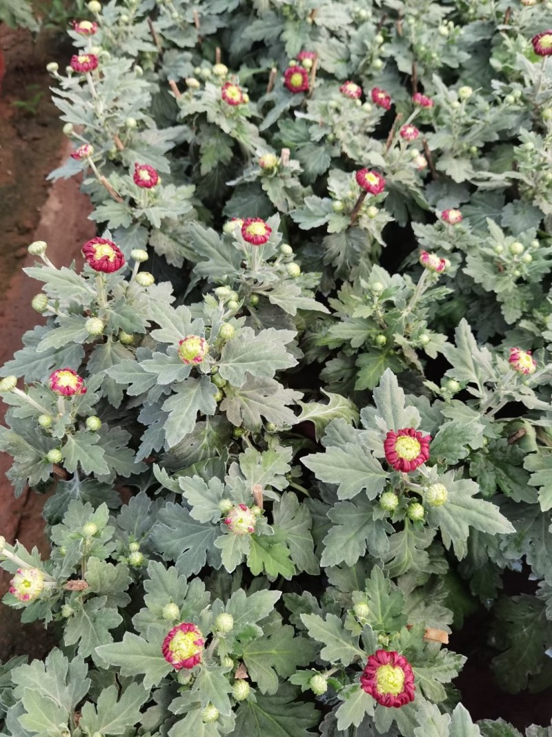 菊花，千头菊，九月菊，国庆菊山东菊花，菊花基地，造型菊花