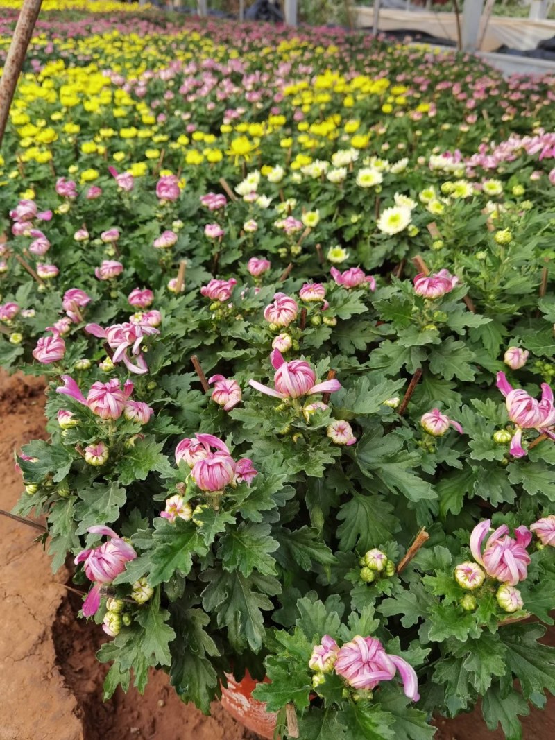 菊花，千头菊，九月菊，国庆菊山东菊花，菊花基地，造型菊花
