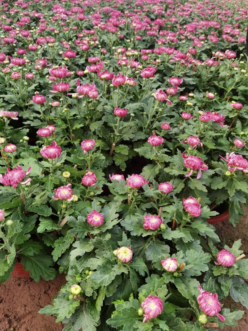 菊花，千头菊，九月菊，国庆菊山东菊花，菊花基地，造型菊花