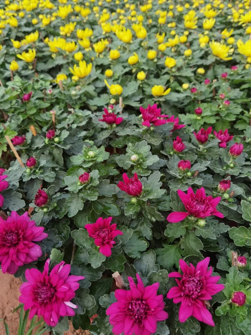 菊花，千头菊，九月菊，国庆菊山东菊花，菊花基地，造型菊花