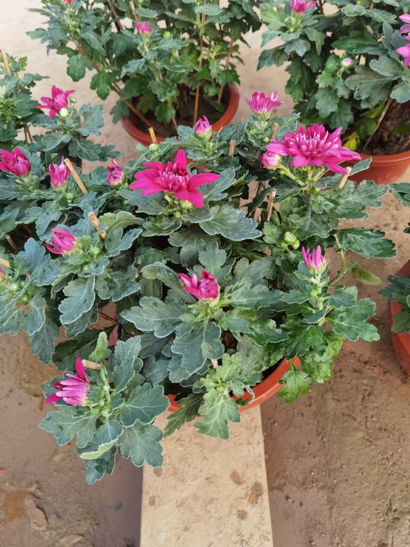 菊花，千头菊，九月菊，国庆菊山东菊花，菊花基地，造型菊花