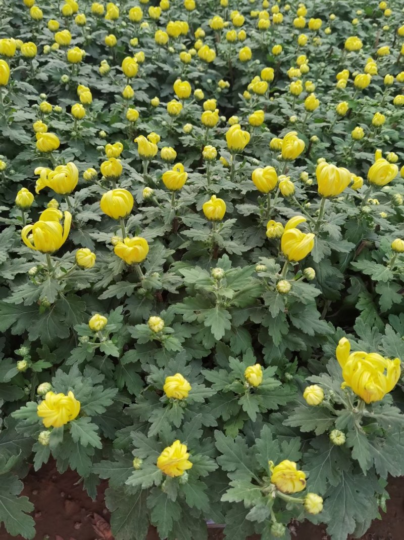 菊花，千头菊，九月菊，国庆菊山东菊花，菊花基地，造型菊花