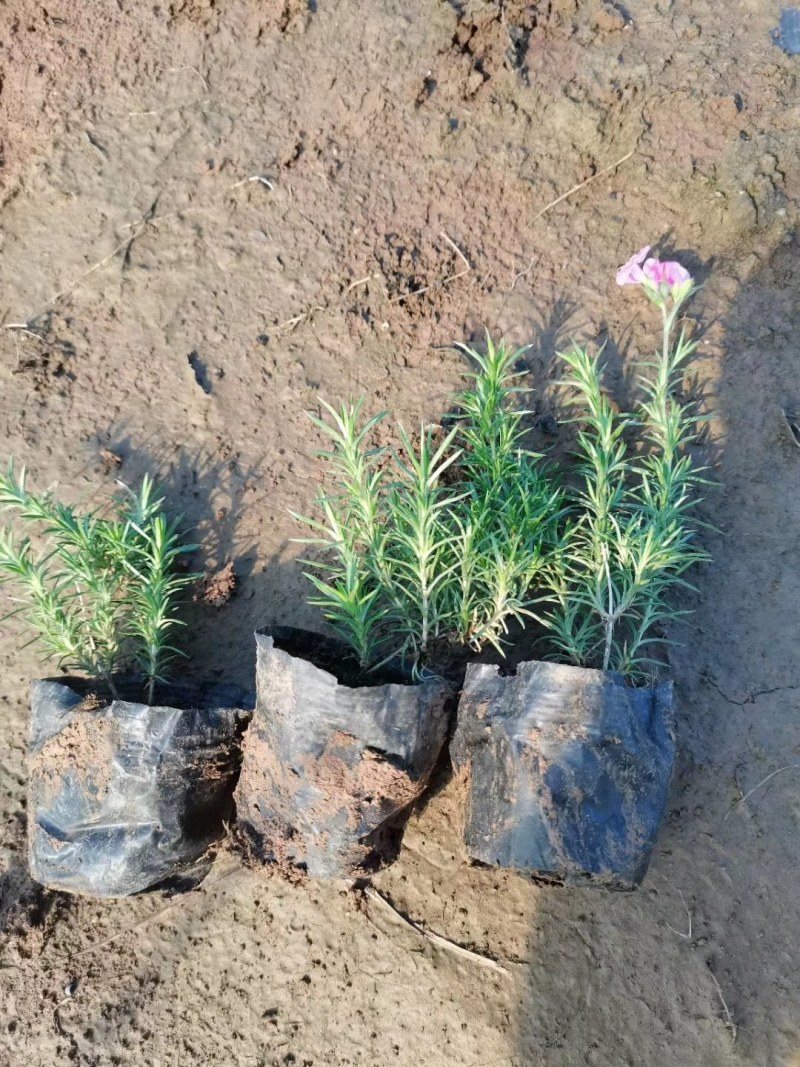 芝樱，丛生福禄考，福禄考，山东芝樱基地，花海