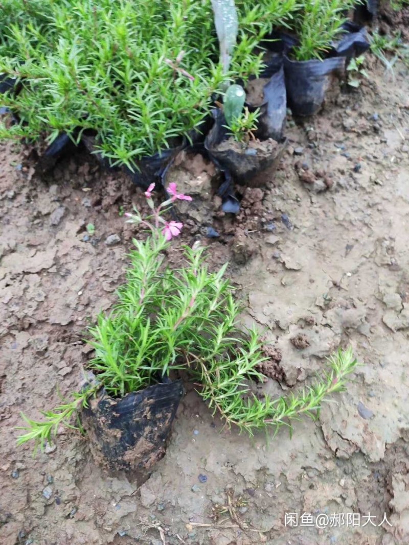 芝樱，丛生福禄考，福禄考，山东芝樱基地，花海