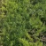 芝樱，丛生福禄考，福禄考，山东芝樱基地，花海