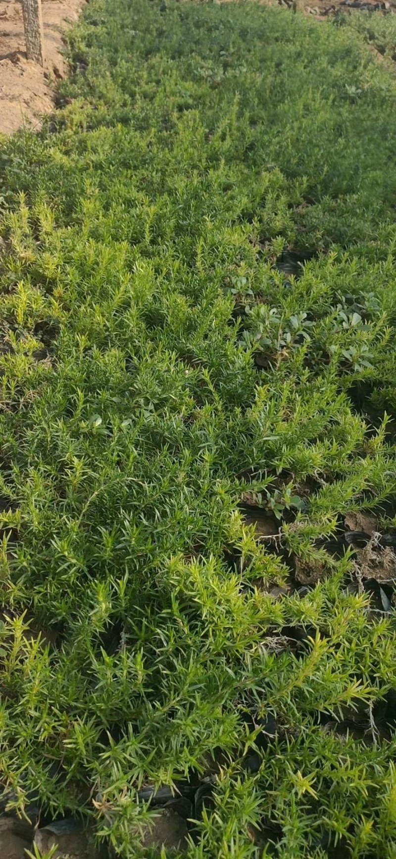 芝樱，丛生福禄考，福禄考，山东芝樱基地，花海