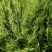 芝樱，丛生福禄考，福禄考，山东芝樱基地，花海