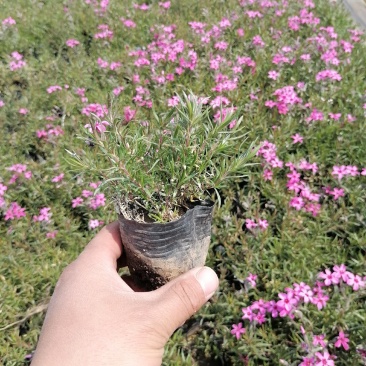 芝樱，丛生福禄考，福禄考，山东芝樱基地，花海