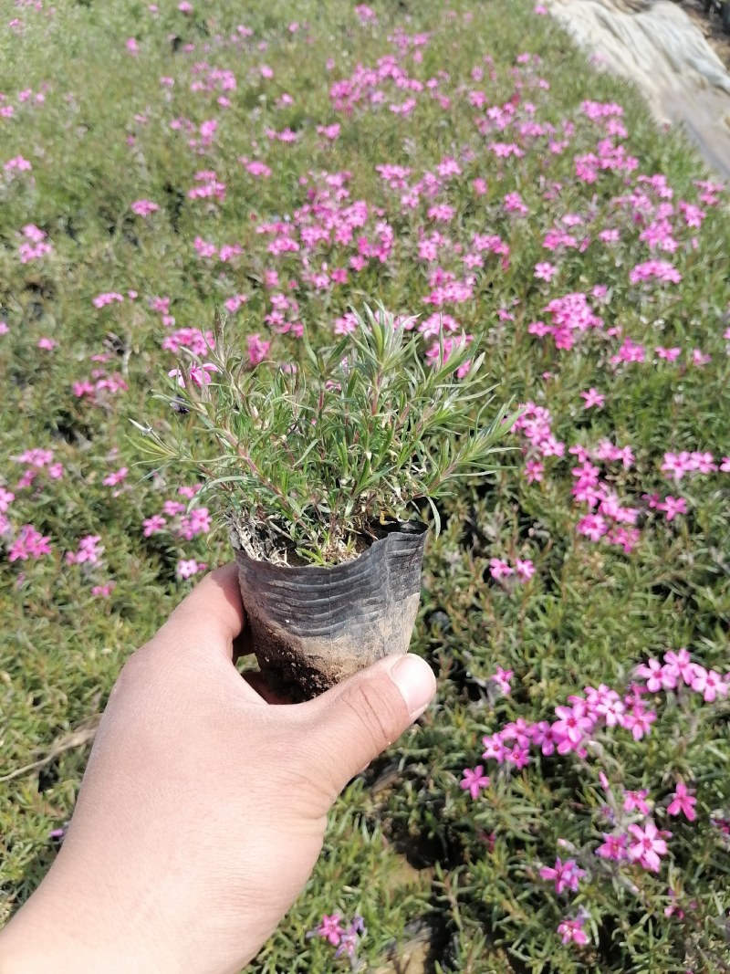 芝樱，丛生福禄考，福禄考，山东芝樱基地，花海