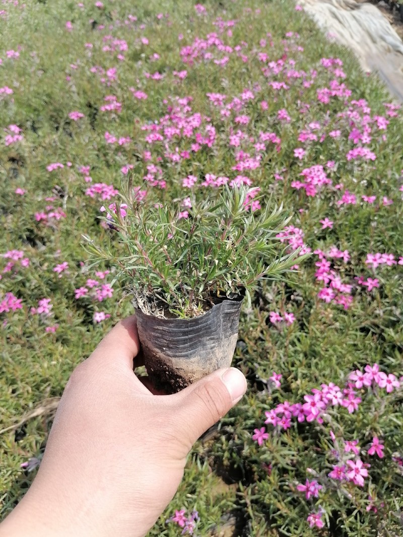 芝樱，丛生福禄考，福禄考，山东芝樱基地，花海