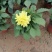 小丽花,球根小丽花,小丽花,山东小丽花,小丽花基地