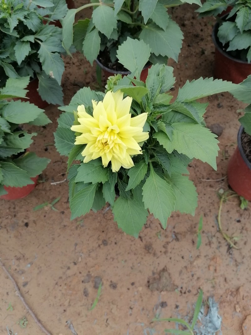 小丽花，球根小丽花，小丽花，山东小丽花，小丽花基地