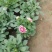小丽花,球根小丽花,小丽花,山东小丽花,小丽花基地