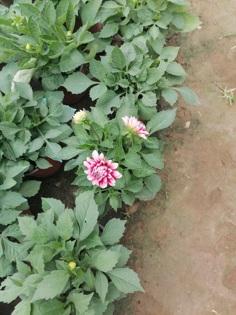 小丽花，球根小丽花，小丽花，山东小丽花，小丽花基地