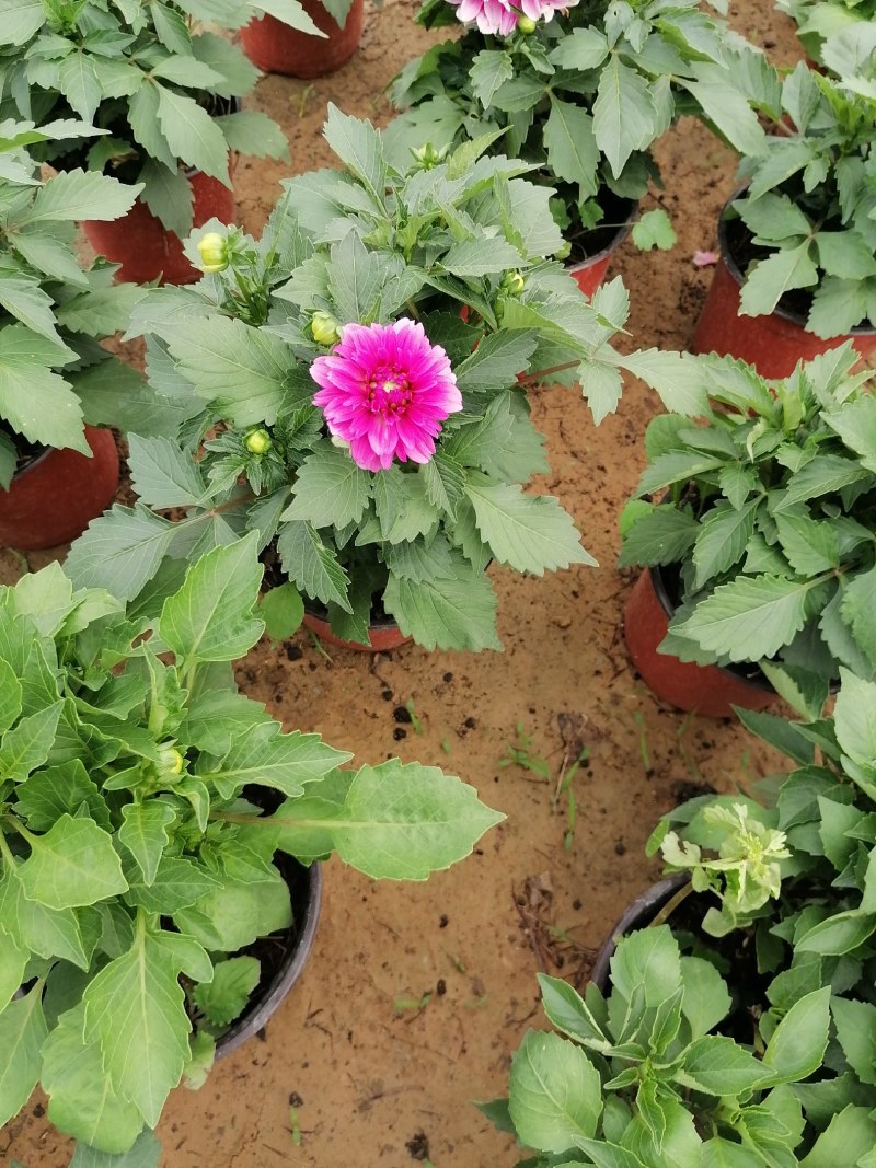 小丽花，球根小丽花，小丽花，山东小丽花，小丽花基地