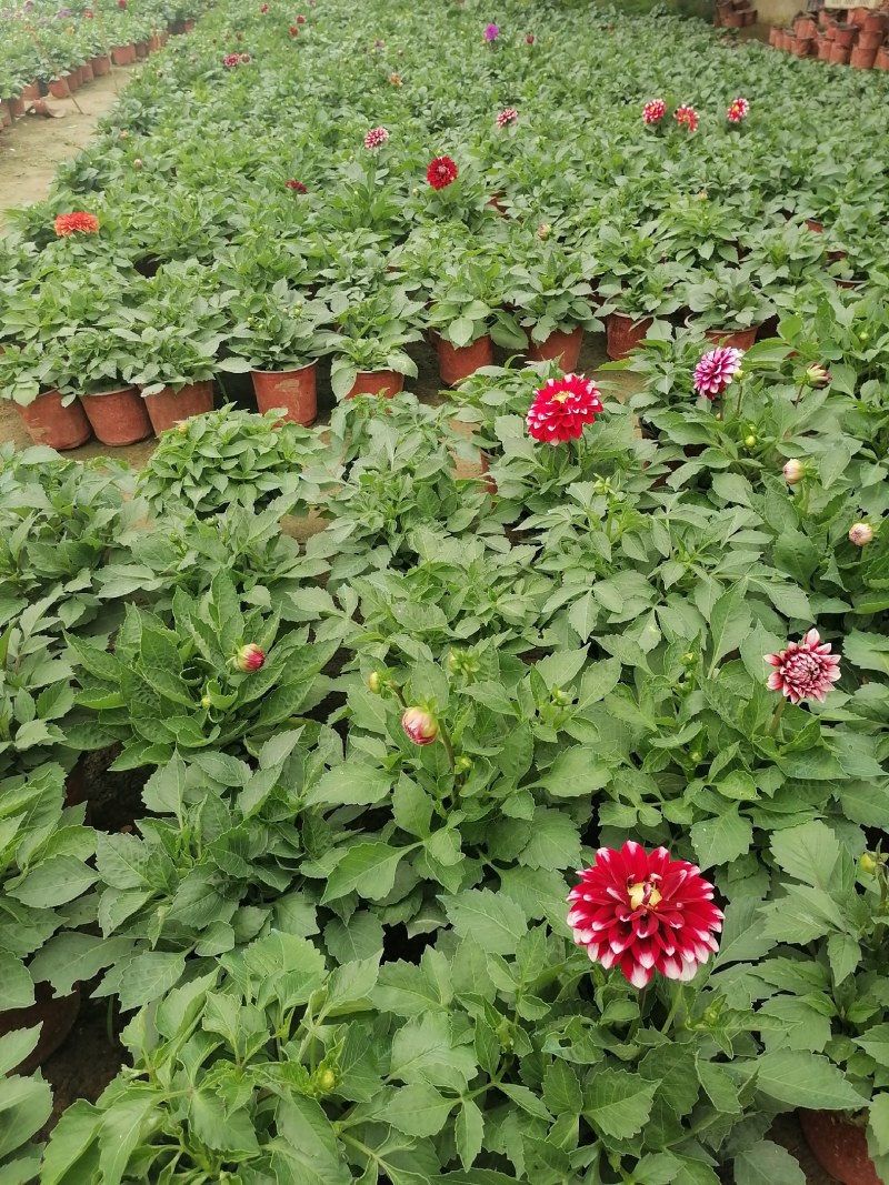 小丽花，球根小丽花，小丽花，山东小丽花，小丽花基地