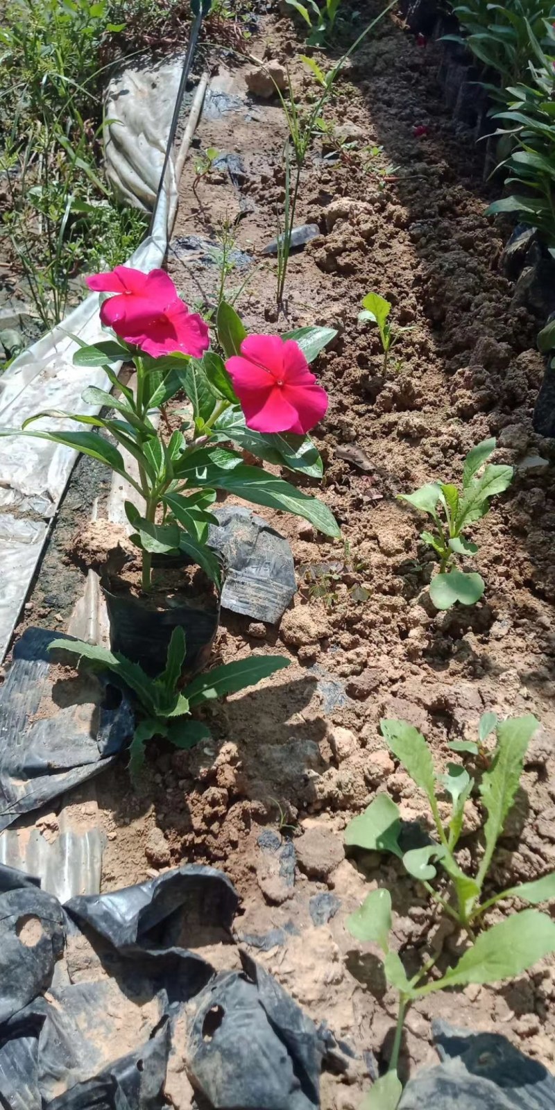 长春花，天天开，多色天天开