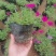 矮牵牛，牵牛花，垂钓牵牛