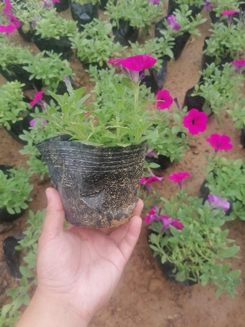 矮牵牛，牵牛花，垂钓牵牛