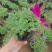 矮牵牛，牵牛花，垂钓牵牛