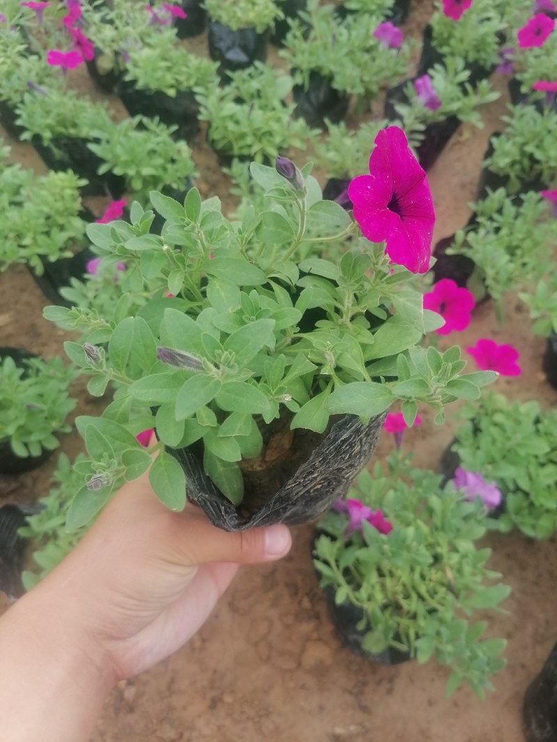 矮牵牛，牵牛花，垂钓牵牛
