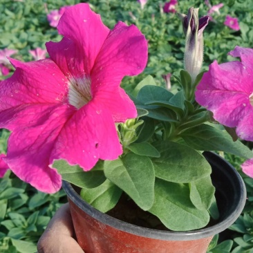 矮牵牛，牵牛花，垂钓牵牛
