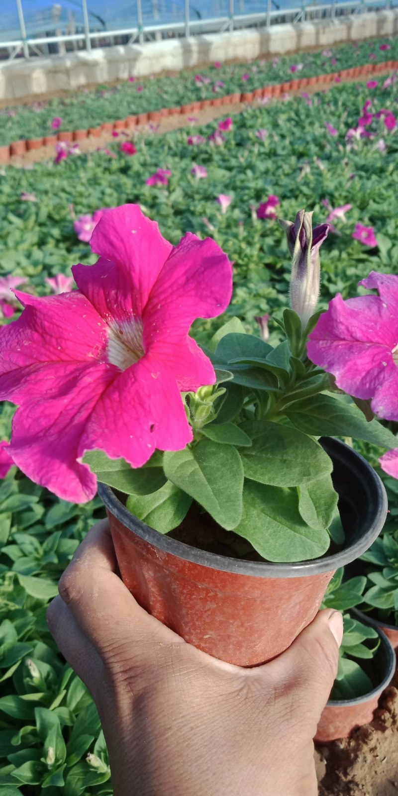 矮牵牛，牵牛花，垂钓牵牛