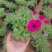 矮牵牛，牵牛花，垂钓牵牛