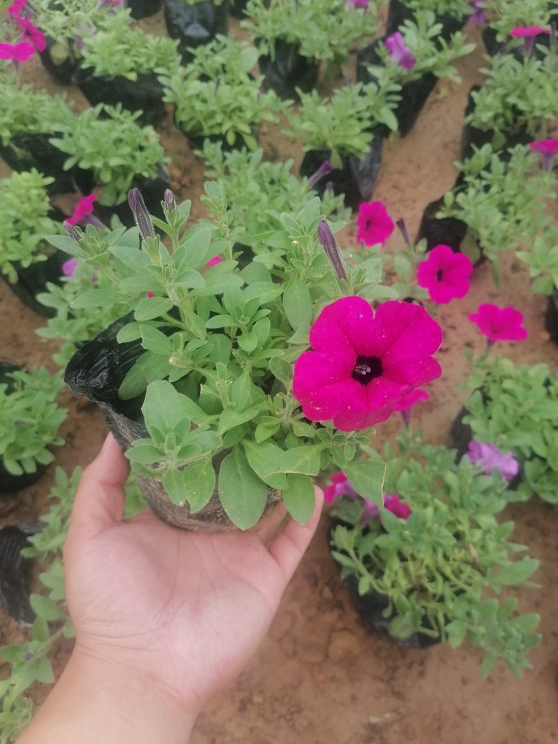 矮牵牛，牵牛花，垂钓牵牛