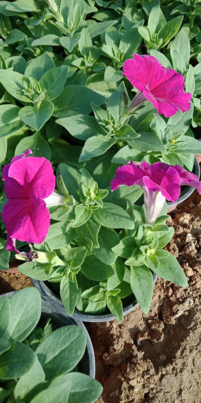 矮牵牛，牵牛花，垂钓牵牛
