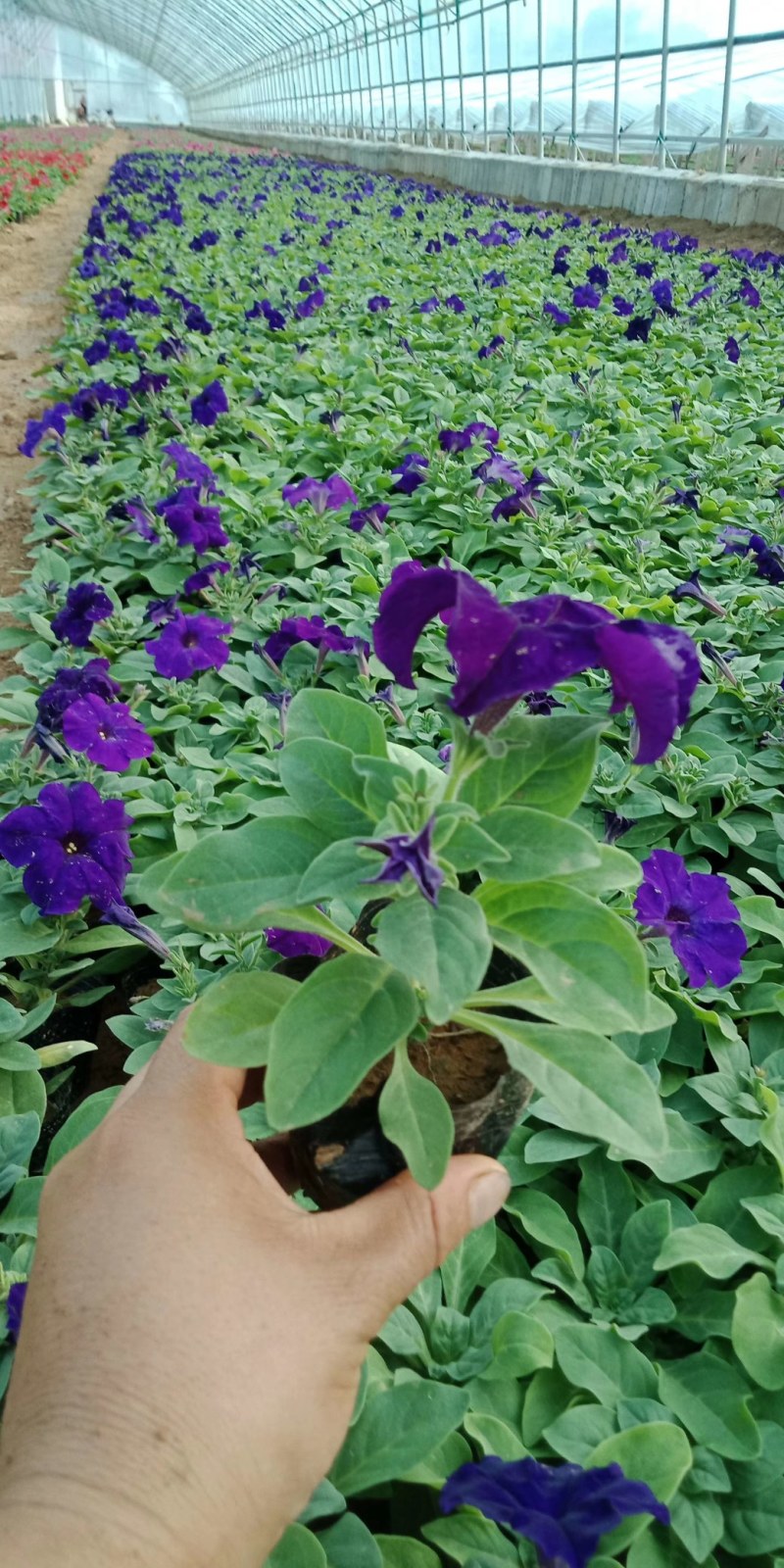 矮牵牛，牵牛花，垂钓牵牛