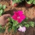 矮牵牛，牵牛花，垂钓牵牛