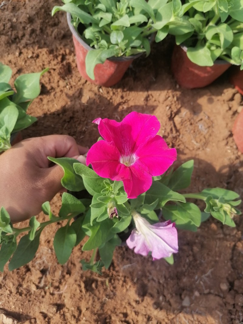 矮牵牛，牵牛花，垂钓牵牛