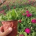 矮牵牛，牵牛花，垂钓牵牛