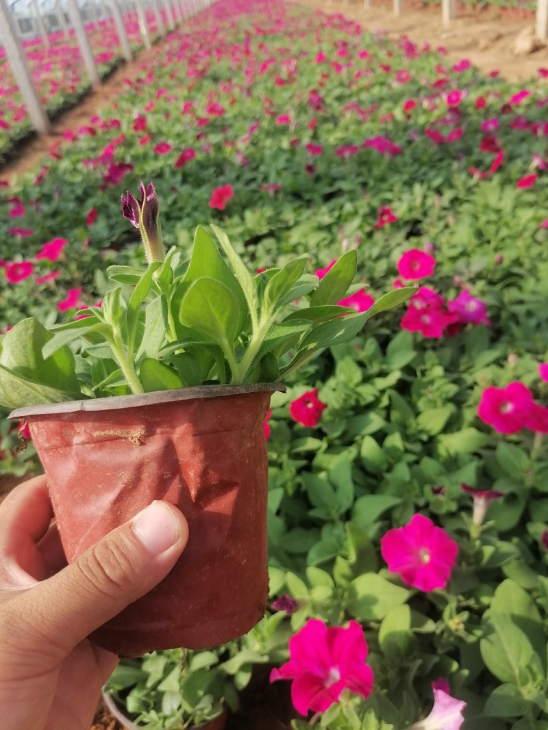 矮牵牛，牵牛花，垂钓牵牛