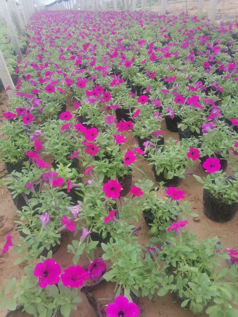 矮牵牛，牵牛花，垂钓牵牛