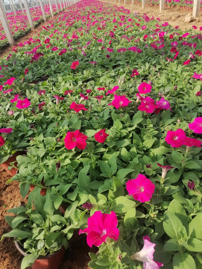 矮牵牛，牵牛花，垂钓牵牛