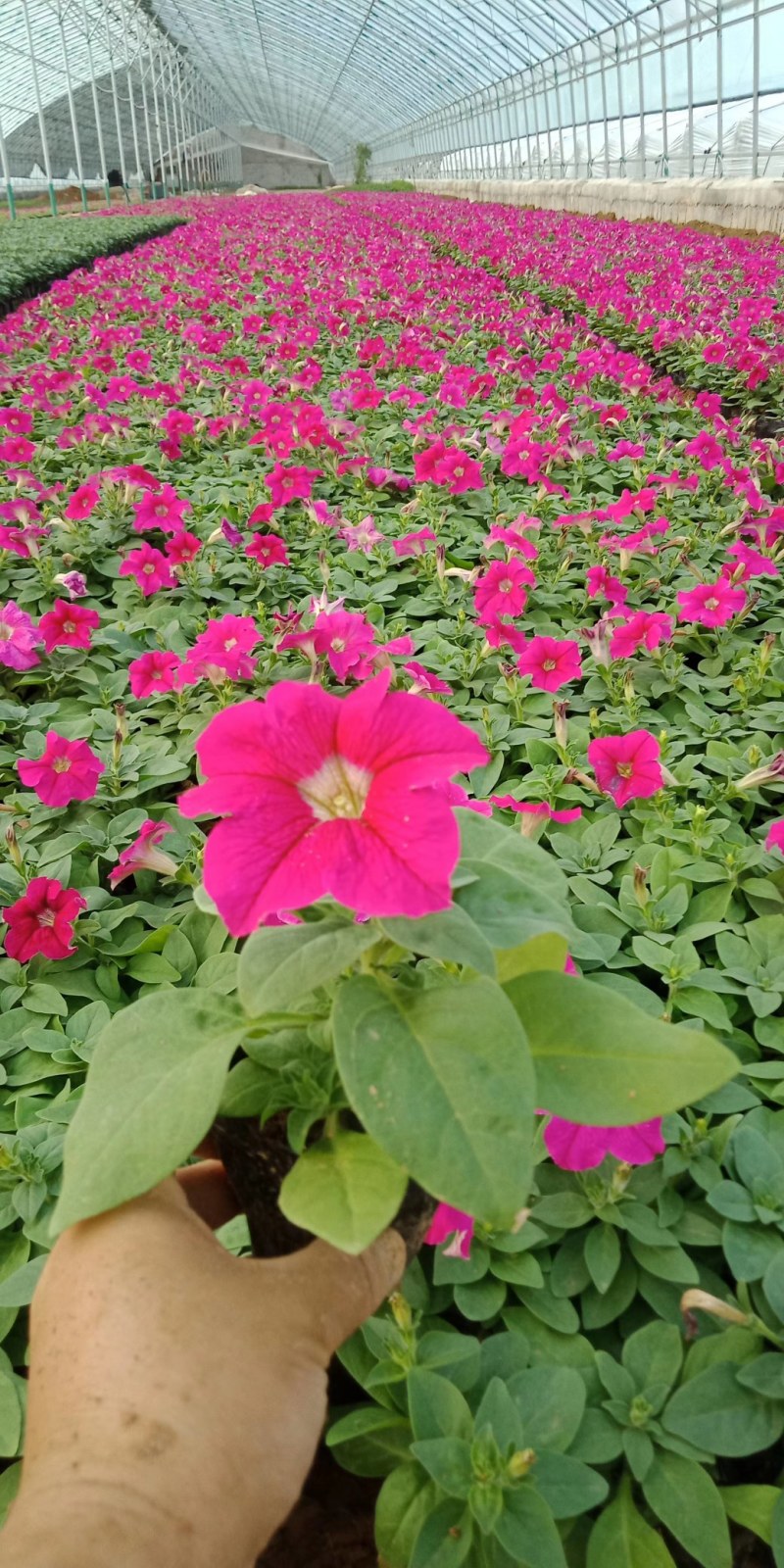 矮牵牛，牵牛花，垂钓牵牛