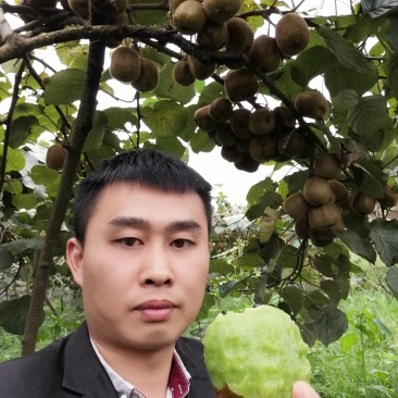 大量供应绿心猕猴桃，奇异果果子大味道好一手货源，货源充足