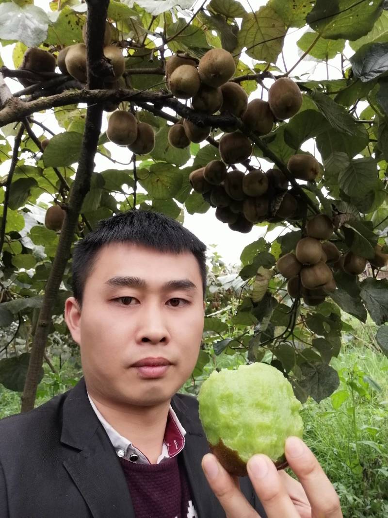 大量供应绿心猕猴桃，奇异果果子大味道好一手货源，货源充足