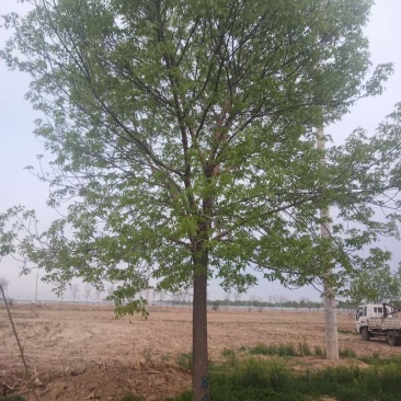 白蜡树7-15公分【山东林场直销】量大优惠/聚划算