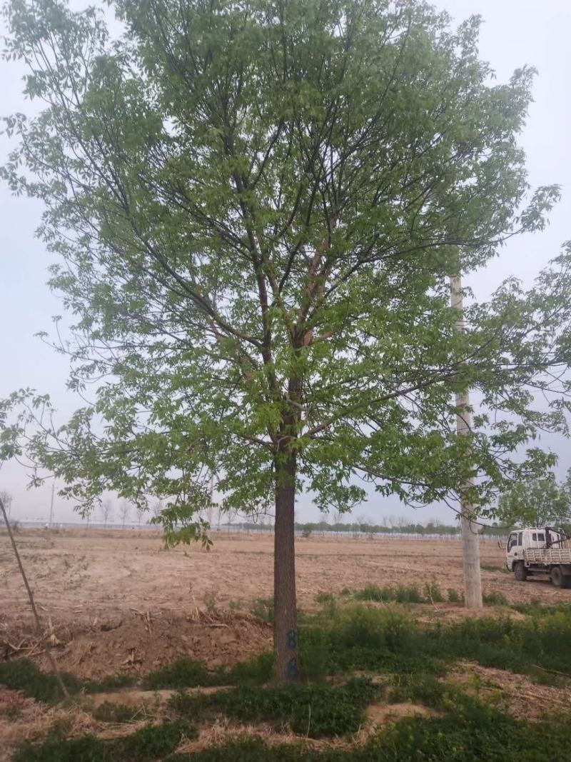 白蜡树7-15公分【山东林场直销】量大优惠/聚划算