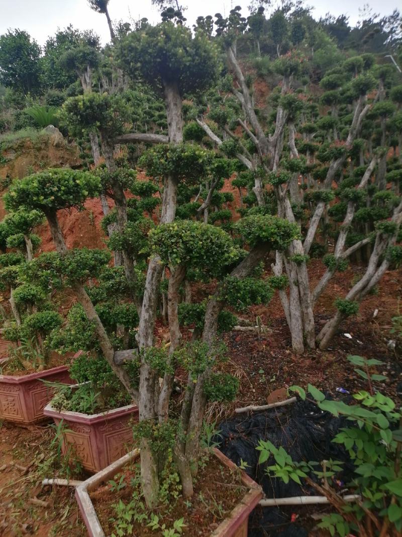 赤楠地景.盆景基地直供销售