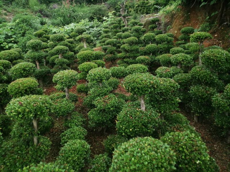 赤楠地景.盆景基地直供销售