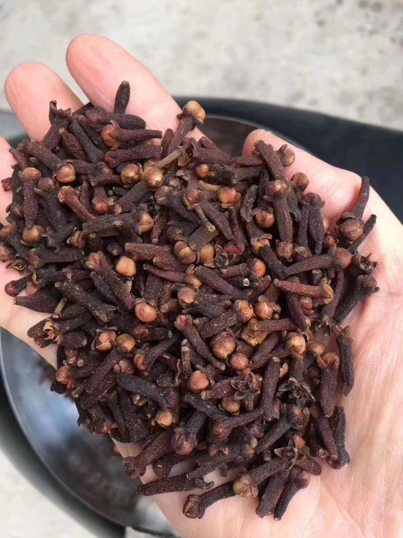 大红丁香，小丁香，大量供应，批零兼营，价格美丽，质量优。