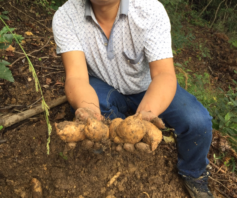 工人正在山坡上挖掘带有完整根系的野山楂树,使用麻布包裹根部 野山楂采挖现场