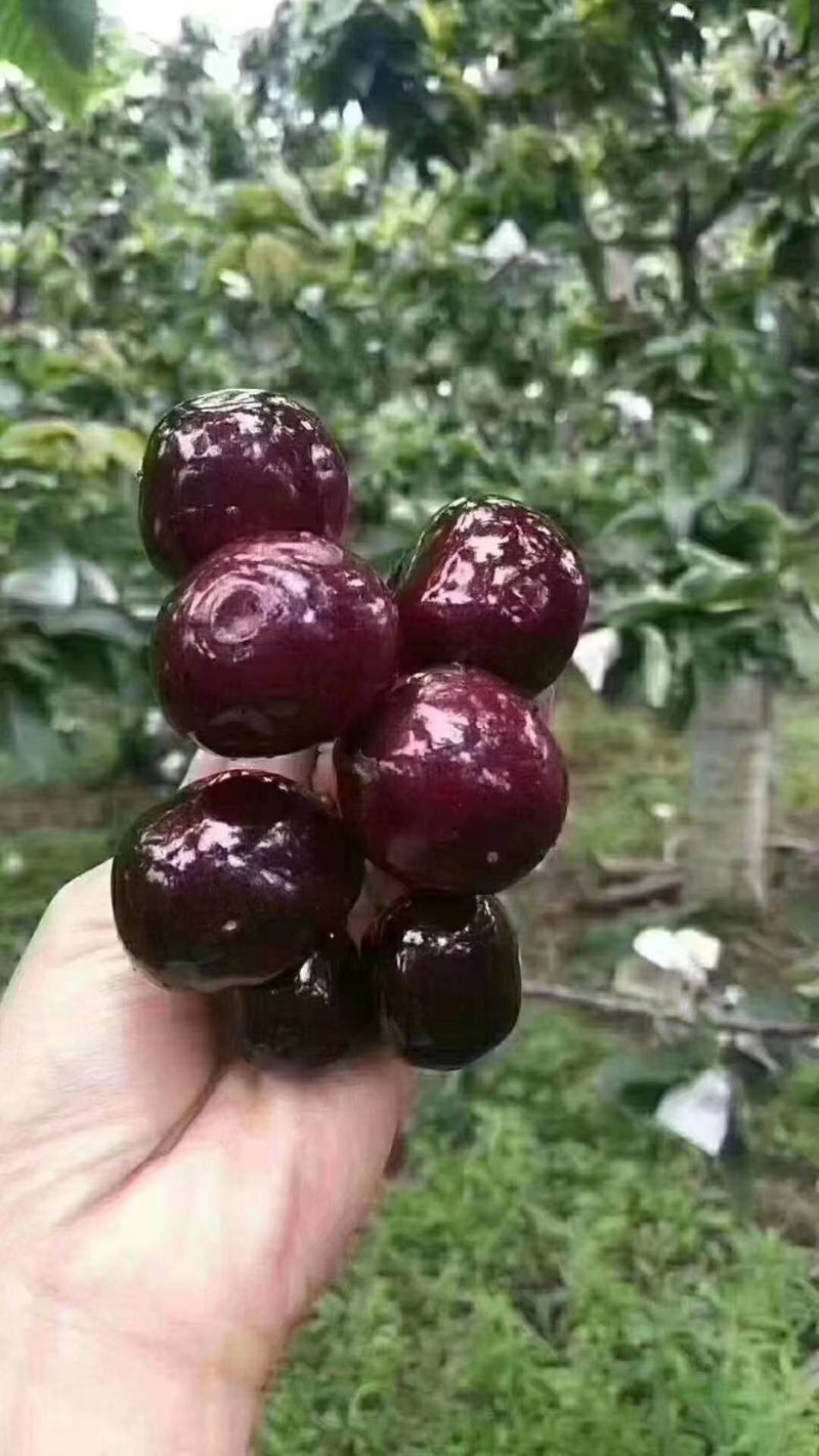 汉源车厘子需要的联系我