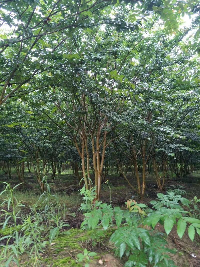 丛生紫薇，丛生百日红，丛生紫薇价格，精品丛生紫薇
